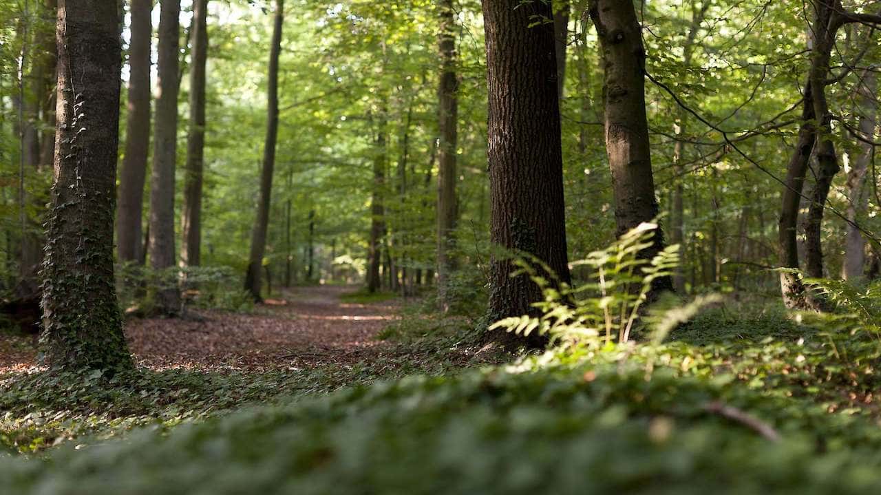 Unspoilt woodland at the Friedwald Uetzer Herrschaft