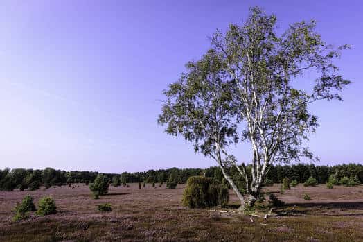 Heathland with a birch tree in the Südheide Nature Park