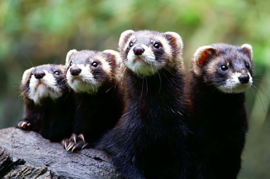 Otter at the Otter Centre in Hankensbüttel