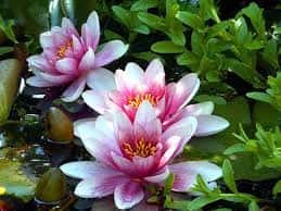 Water lilies in bloom on the pond in Schwüblingsen