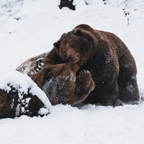 Bear in the snow at the Springe Wildlife Park