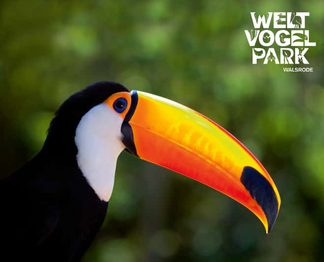 Toucan at Weltvogelpark Walsrode