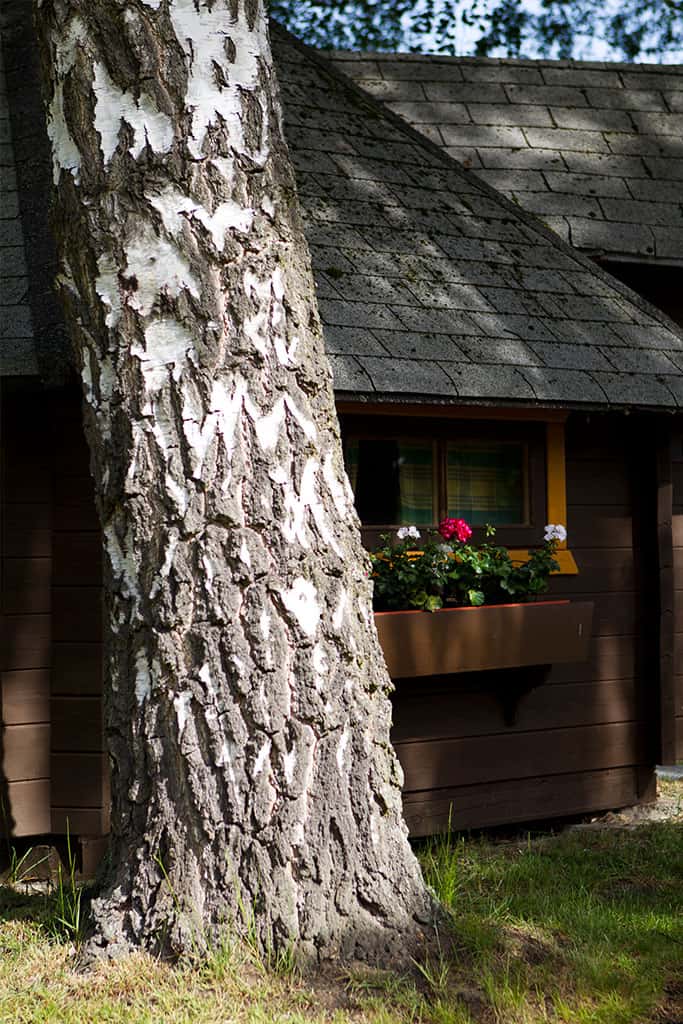 Stork’s nest – Wooden hut beneath birch trees